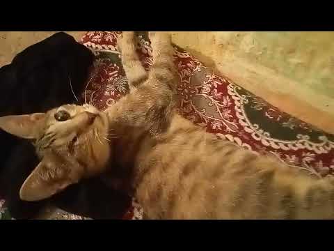 ألأطفال فقعو عين القط المسكين