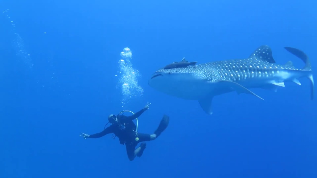 Whale shark with Egyptian divers in Egypt YouTube