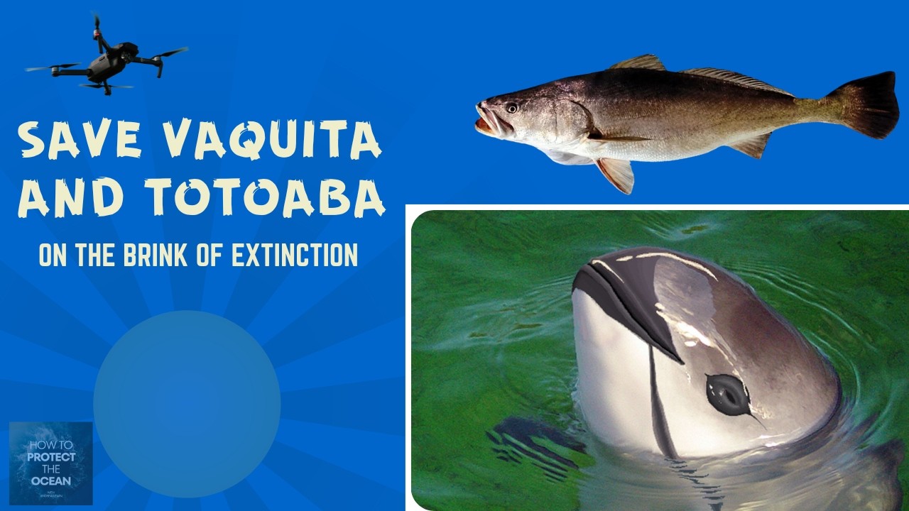The Vaquita is on the Edge of Extinction – Can Technology Save It?