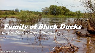 A Family of Black Ducks Foraging in the Wild