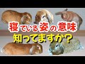 うさぎの姿勢が意味すること４選！気付いてあげて