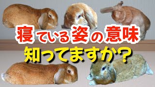 うさぎの姿勢が意味すること４選！気付いてあげて