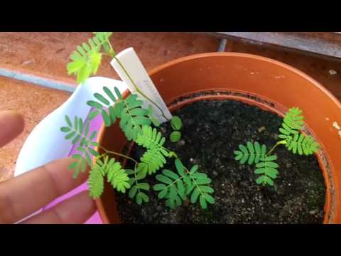 Video: Illinois Bundleflower Growing: Piantare Prairie Mimosa per la fauna selvatica