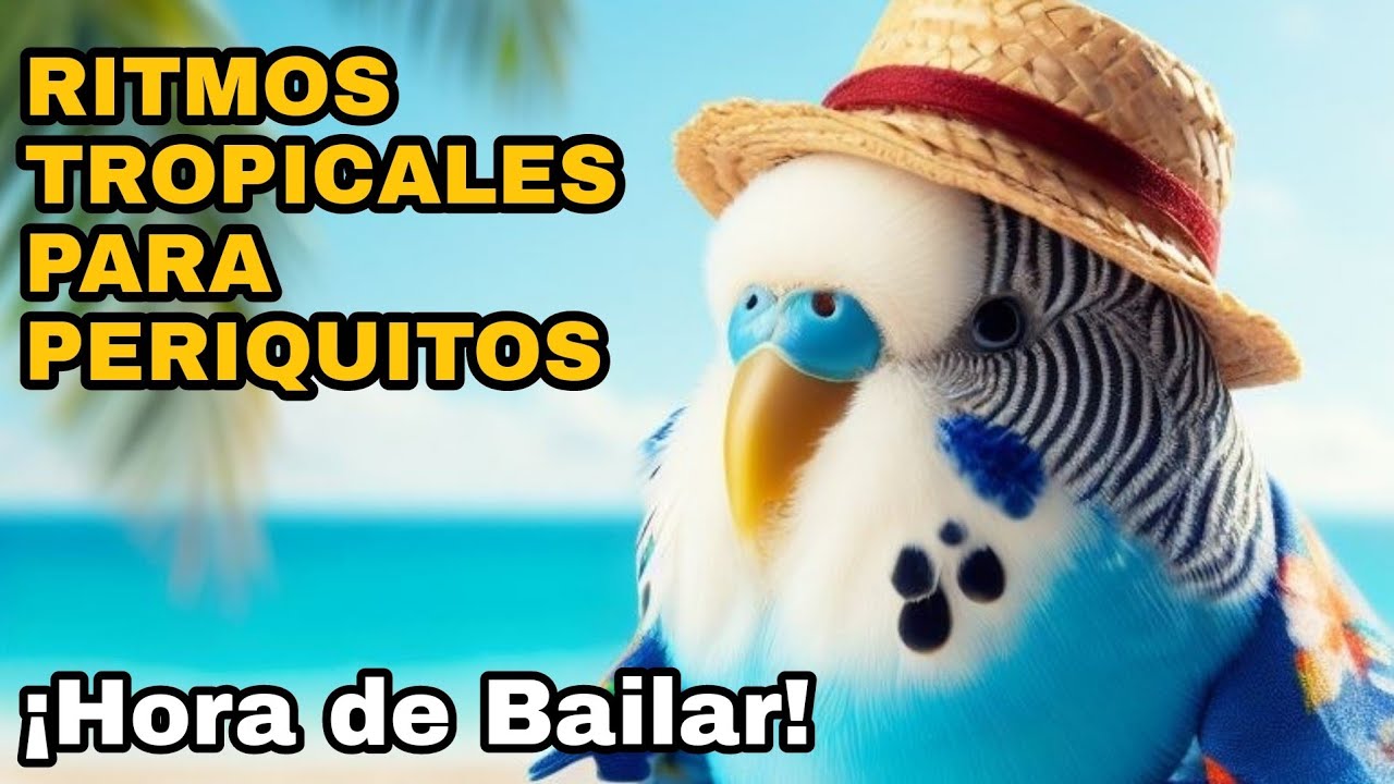 RITMOS TROPICALES PARA PERIQUITOS: ¡HORA DE BAILAR!