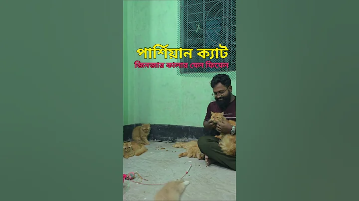 Watch the video about Ginger Color Male Female Cat | Persian Cat jinjar colour male female cat | Persian Cat Bangladesh