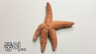 What's inside a Starfish? - Starfish Dissection
