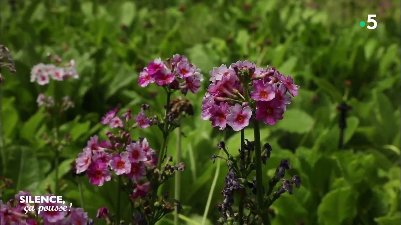 Visite de jardin : le manoir de la Javelière - Silence, ça pousse !