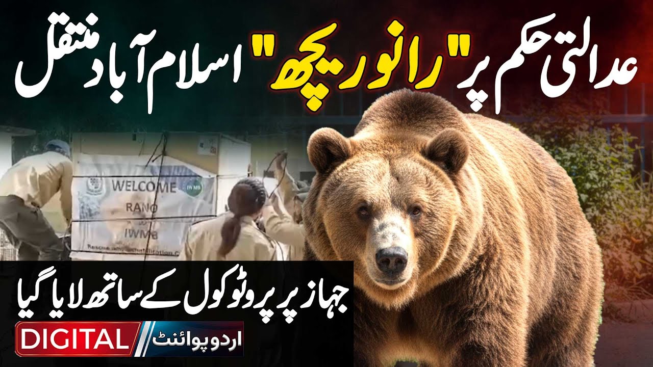Court Orders Rano The Bear’s Airlift To Islamabad | Full Story Of Pakistan’s Biggest Wildlife Rescue