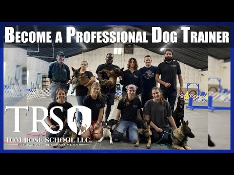 Become a Professional Dog Trainer at The Tom Rose School