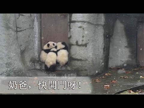 《熊貓早晚安》三隻沒帶鑰匙的小可憐熊 | iPanda