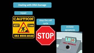 Radiation Biology Part 1 - How Radiation Damages Cells & Tissues