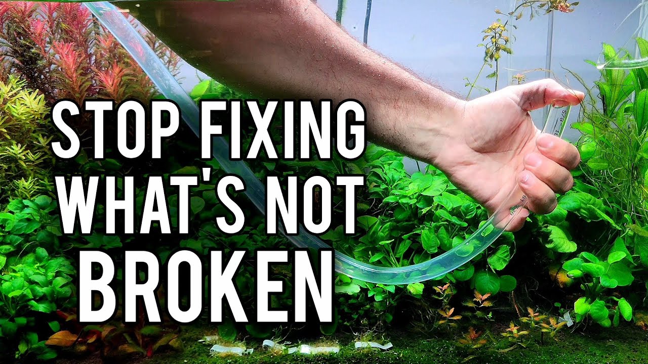 Дайте своему аквариуму 6 месяцев (все изменится).