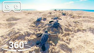 Baby Turtles Hatch And Face A Perilous Race To The Ocean |  VR 360 | Seven Worlds, One Planet screenshot 4