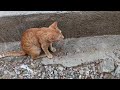 Kittens 🐈🐈😻🐈😻Cute Kittens Playing &amp; Resting 🐱💖 | Relaxing Cat Video