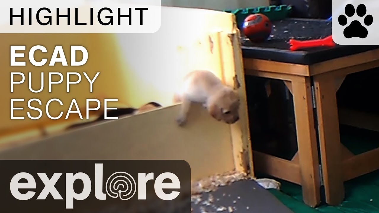 The Great Puppy Escape - Live Camera Highlight