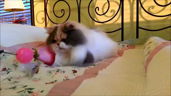 Watch the video about Short Video of Jewel, an Exotic Longhair (Persian) Kitten, Playing!