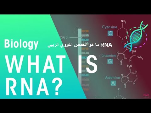 Video: RNA-d Siduvatest Valkudest Ja Nende Sihtmärkidest: Interaktsioon Määrab Ekspressiooni