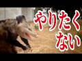 【本当はやりたくない】死んだふりに全力すぎる動物達【4選】