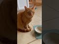 Daily AI Cat 0038 HELLO #cat #kitten #cute