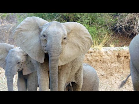 A Herd of Elephants Interrupt a Feasting Lion Pride