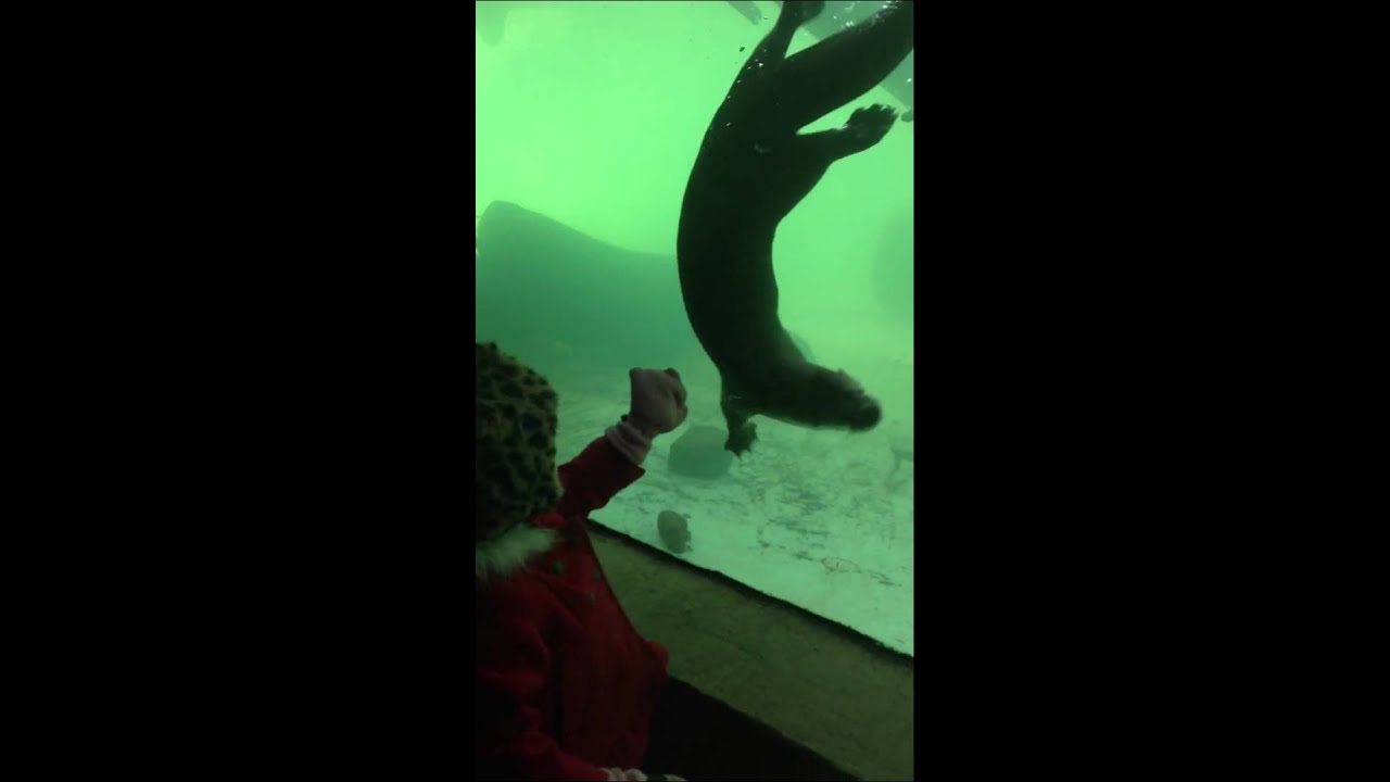 rose hill golf Otters at the Staten Island zoo