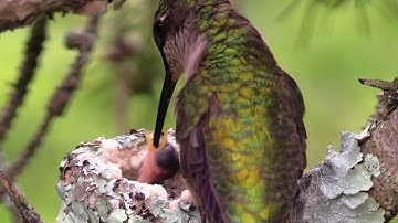 Hummingbird feeding babies close up - Canon VIXIA HF G40