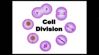 The Cell Cycle Notes
