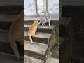 Fighting cat     cat fighting