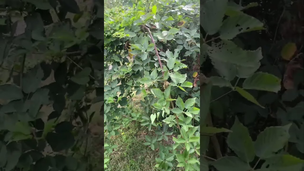 Top Tips For Maximizing Blackberry Yields