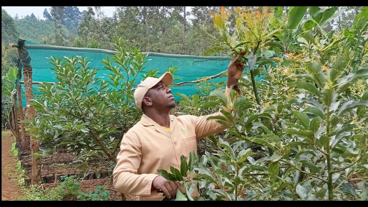 Applying Zinc and Boron Foliar During The Flowering Stage | Hass Avocado Farming in Kenya