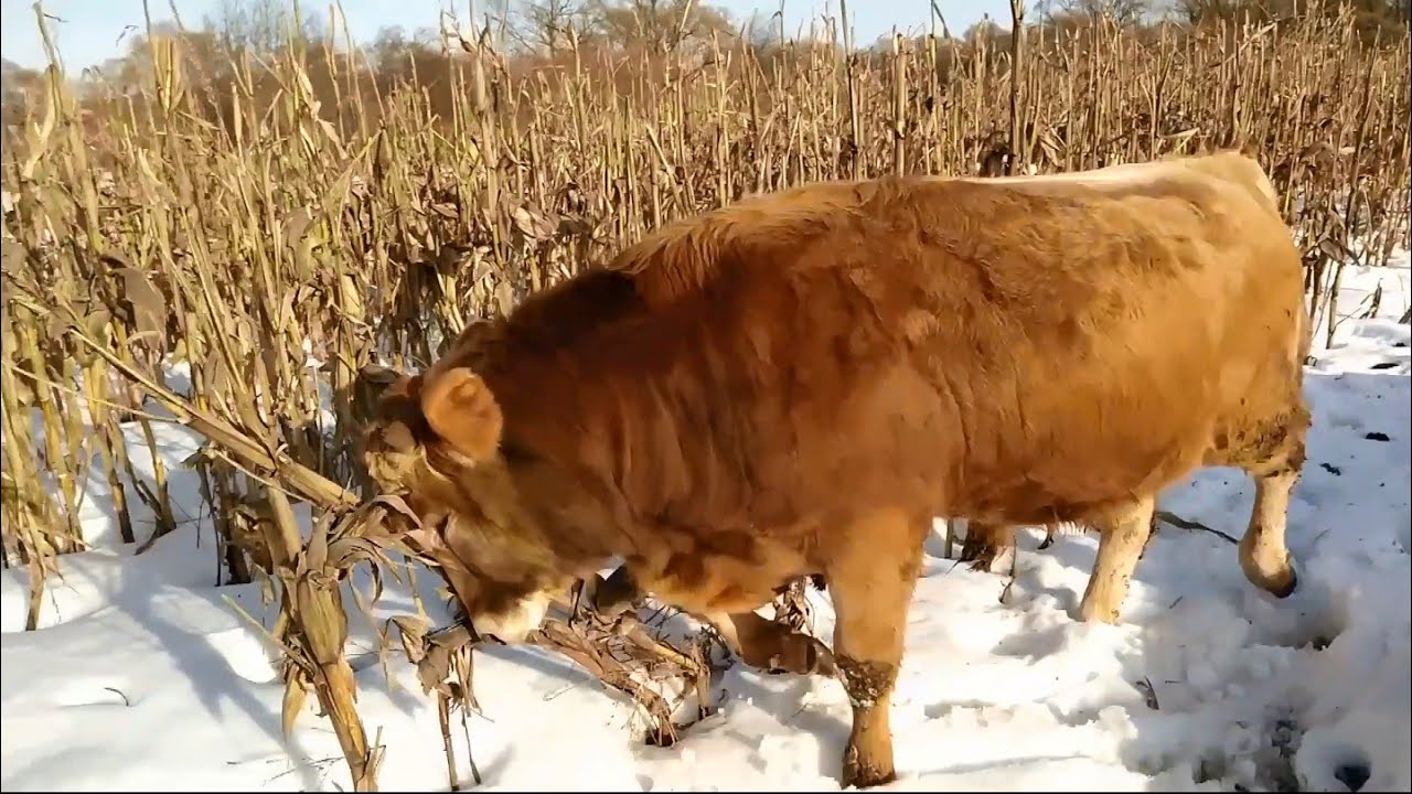 Убейте быка мульчером фар Убейте быка мульчером фар