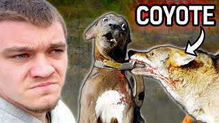 Hunting Down the Coyotes that Killed My Dog screenshot 5