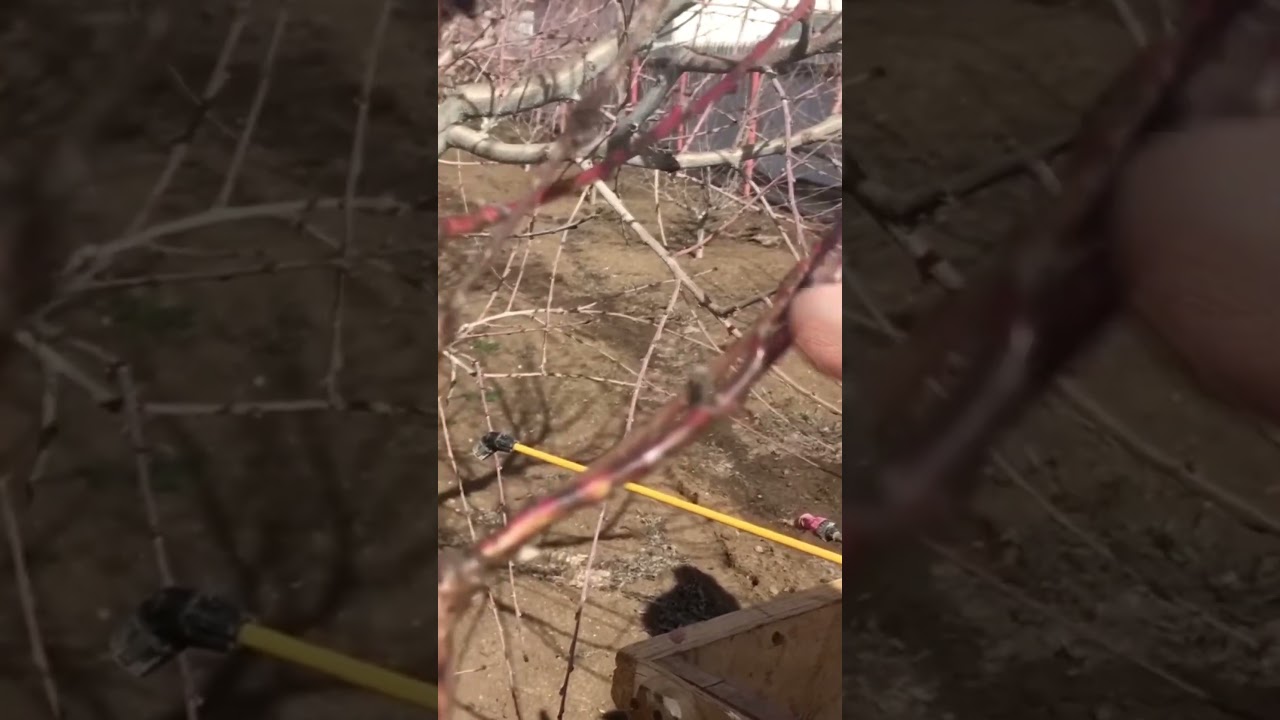 СТРАШНАЯ БОЛЕЗНЬ ПЕРСИКА - КЛЯСТЕРОСПОРИОЗ