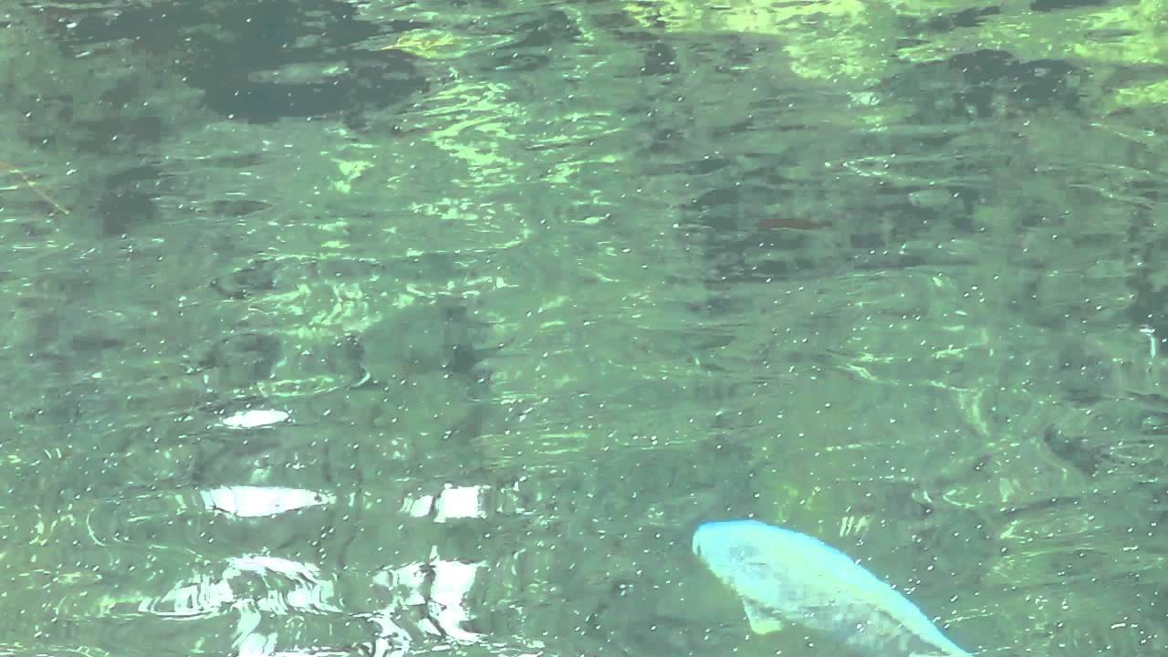 Big Carp Swimming in Round Valley Reservoir