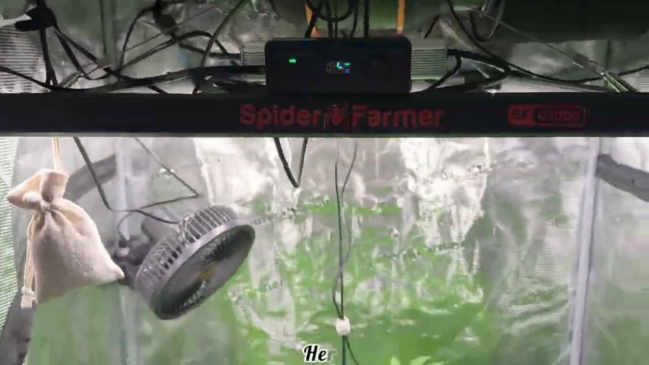 Мучнистая роса на цветках, что еще может случиться?! 8-й день после перехода на освещение 12/12 🪴...