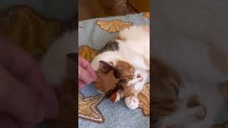 Cute Cat purring for relaxation and deep sleep. Tara the Cat purr. Purr power for your relax 01