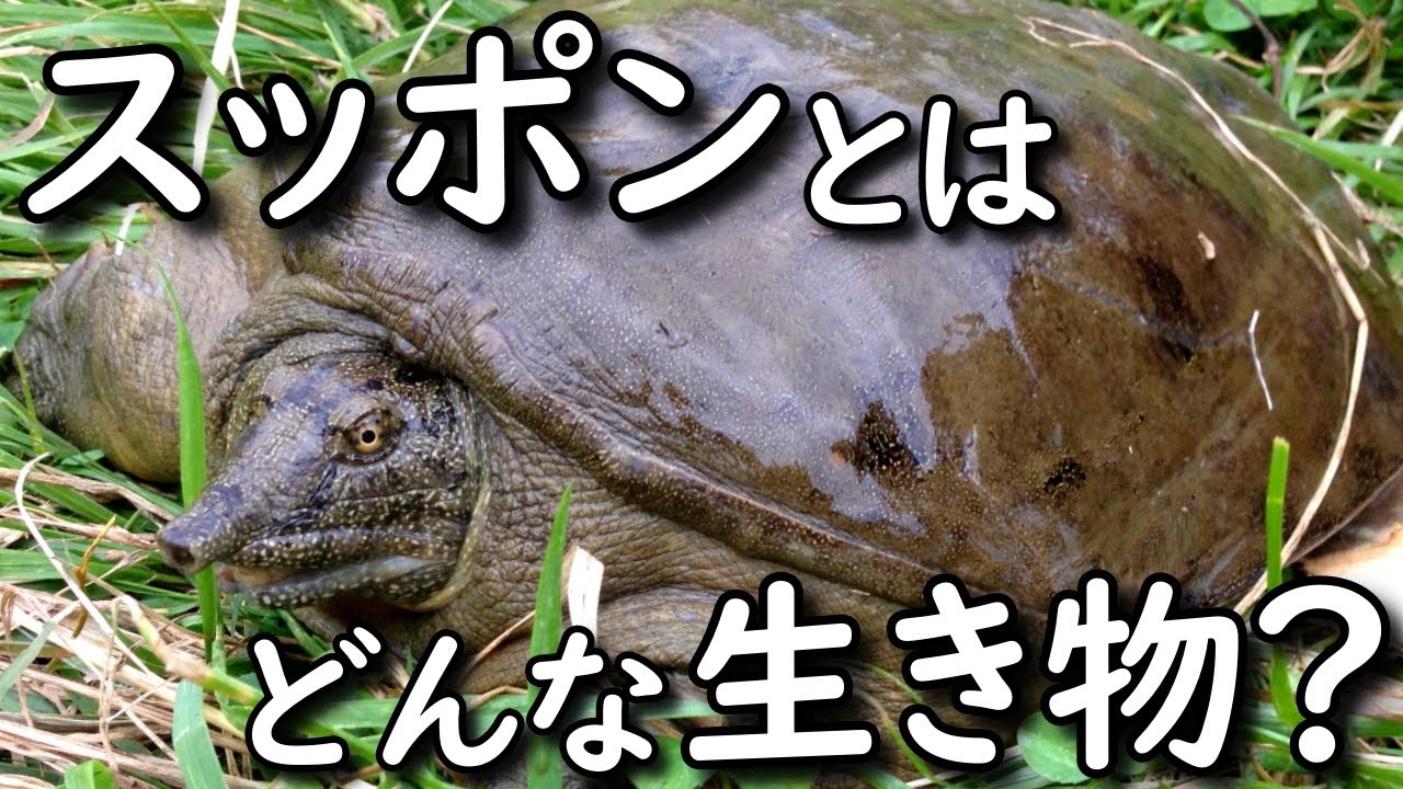 リアル生物図鑑】スッポンとは？生態・特徴・習性を徹底解説！ - 身近 