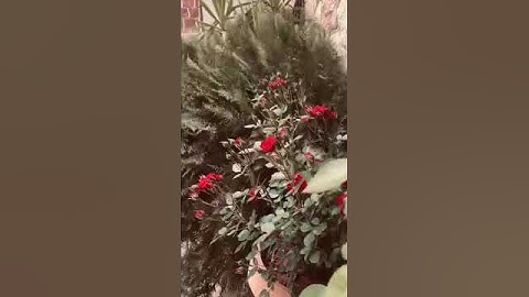 استمع إلى القرآن الكريم 20 ثانية فقط