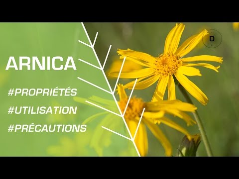 Vidéo: À quoi sert l'arnica ?