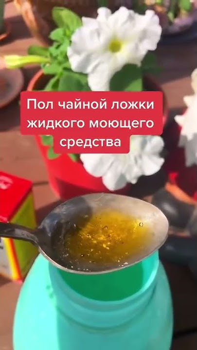 СУПЕР СРЕДСТВО ОТ МУЧНИСТОЙ РОСЫ🔥🔥ДЕШЕВО И ЭФФЕКТИВНО - YouTube