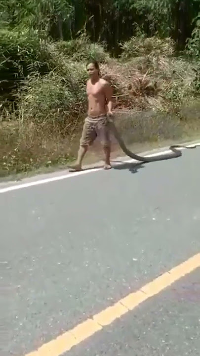 NGERI!! Bapak ini menangkap King Cobra dgn Tangan Kosong, Sumber Facebook @Garang S Cuwi #kingcobra