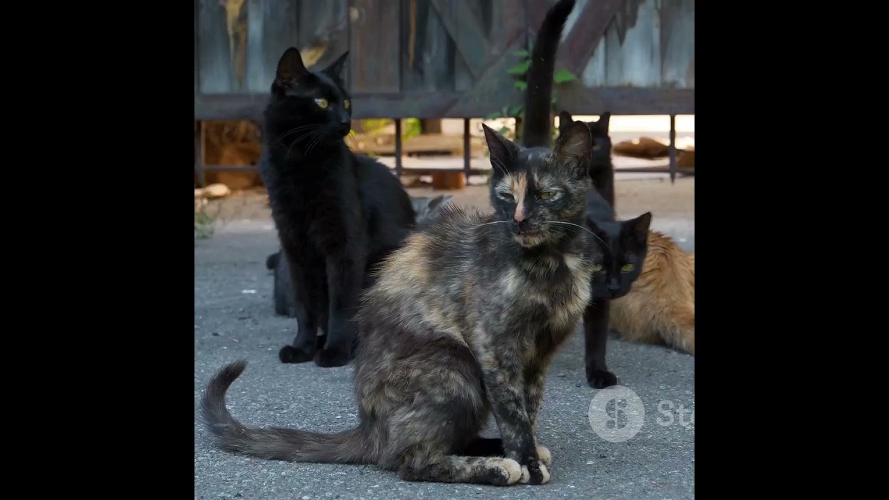 Cute rabbit helps cat🐰 
