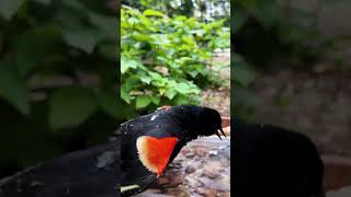 Built a bird bath... and this Red-winged Blackbird was one of the first visitors! 🐦💦