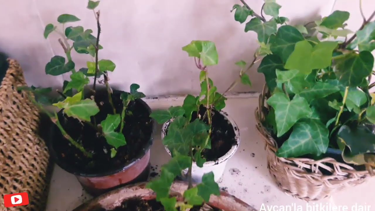 #HEDERA HELİX #TOPRAĞI NASIL OLMALI/SUDA KÖKLENEN ÇELIKLERİNİN KÖKLERİ NE KADAR OLMALI/ SAKSI DİKİMİ