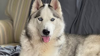 Husky swears at me over being groomed  ‍♀