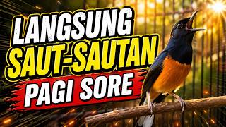 PAGI SORE SAUT SAUTAN🔥murai batu GACOR ampuh JADIKAN murai macet agar BUNYI GACOR emosi full materi