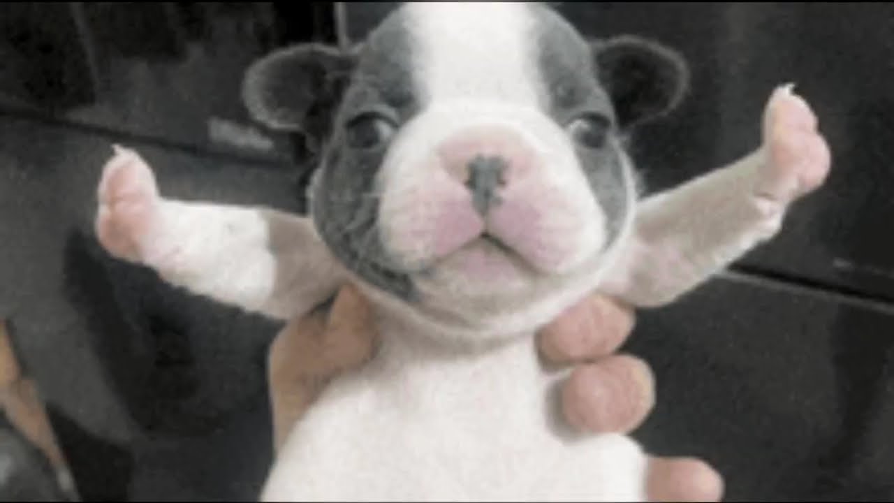 The One and Only Pibble |Jet set edit| 4k|