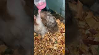 fight for hydration 😂 #hamster #funny #pets #trending #shorts