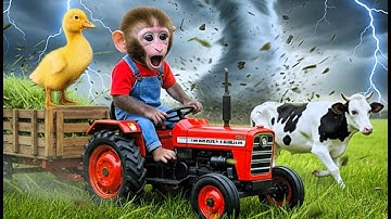 Monkey Bon Bon And Duckling Drives Tractor To Block Wind During Storm - Monkey Farm Work | CoCo Farm