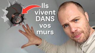 Souris et rats dans les murs : la méthode PRO pour s’en débarrasser efficacement